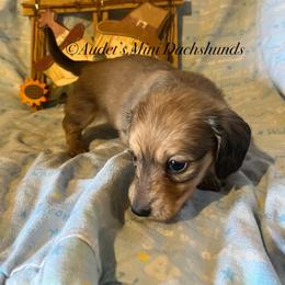 Louie - Cream male Dachshund puppy in East Dover, Vermont from Audet’s Mini Dachshunds
