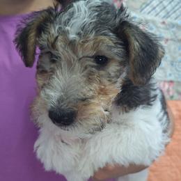 Barkley - White black and tan male Wire Fox Terrier puppy in Lancaster, Missouri from Missouri Meadows Farm