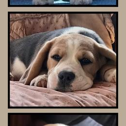 Doli - Beagle