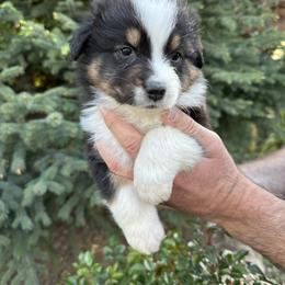Australian Shepherd Puppies from Star Aussies
