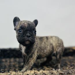 Jewels - Brindle female French Bulldog puppy in Amarillo, Texas from Bomb City Bulldogs