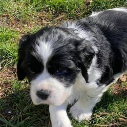 English Springer Spaniels from Sundance Family Springers