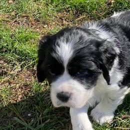 English Springer Spaniels from Sundance Family Springers