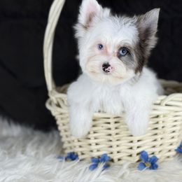 Spot - Blue Eyes - Parti male Yorkshire Terrier puppy in Hardin, Texas from Katrinas puppies