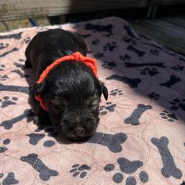 AKC VP Orange - Black and silver male Miniature Schnauzer puppy in Benson, North Carolina from A Bundle of Love