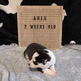 Ares - Black and white male Siberian Husky puppy in Brunswick, Ohio from Blue Star Siberians
