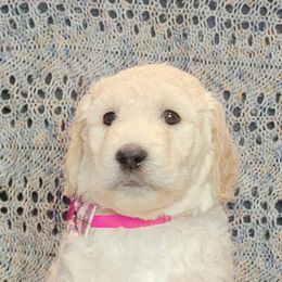Goldendoodle Puppies from Sancass'd Goldendoodles