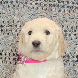 Goldendoodle Puppies from Sancass'd Goldendoodles