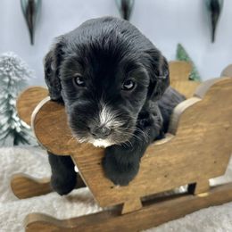 Waffles - Black and white female Sheepadoodle puppy in Thornville, Ohio from Four Front Doodles & Friends