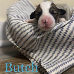 Butch Cassidy - Sable male Pembroke Welsh Corgi puppy in Huntington, Texas from Flower Hill Farm