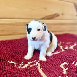 Charger - Black and white male Border Collie puppy in Owenton, Kentucky from Three16 Ranch
