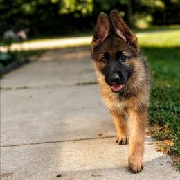 Larken Vom Legacy - Sable female German Shepherd puppy in Kingsley, Michigan from Legacy German Shepherds