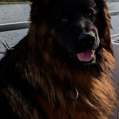 Amin - German Shepherd