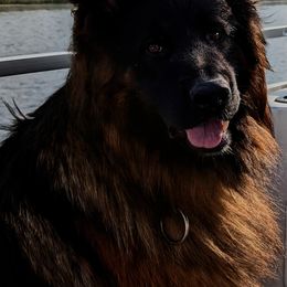 Amin - German Shepherd