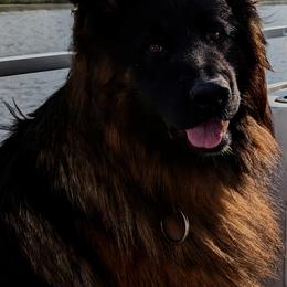 Amin - German Shepherd
