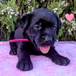Pink Collar - Black female Labrador Retriever puppy in Yucca Valley, California from Beachn Ranch