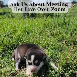 Lavender - Black and white female Pomsky puppy in Weir, Texas from Bluebonnet Pomskies