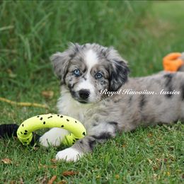 Alexander - Miniature American Shepherd puppy from Royal Hawaiian Aussies LLC
