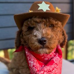 Logan - Red  male Goldendoodle puppy in Loveland, Colorado from Littledoodles2love