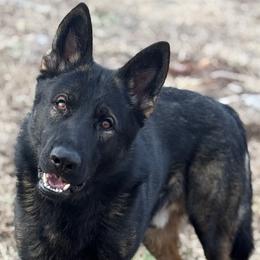 Uno - German Shepherd