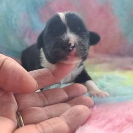 Puppy 1 - Black and white female Chinese Crested puppy in New Castle, Pennsylvania from Long Haul Cresteds & Long Rotts