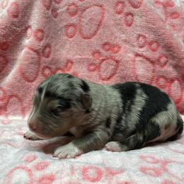Maddie - Blue merle female Miniature Australian Shepherd puppy in Signal Mountain, Tennessee from D & D Miniature and Toy Australian Sheppards