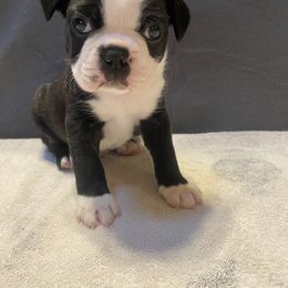 Boston Terrier Puppies from Misty Mountain Boston Terriers