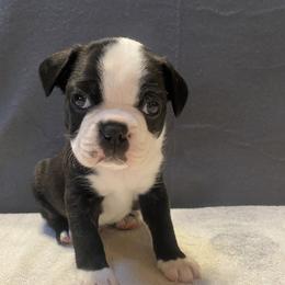 Boston Terrier Puppies from Misty Mountain Boston Terriers