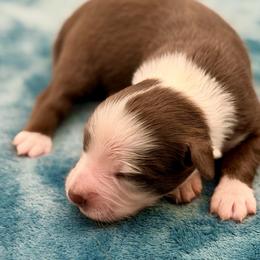 Imogen - Red tri-color female Miniature American Shepherd puppy in Damascus, Oregon from Rebel Soul Minis