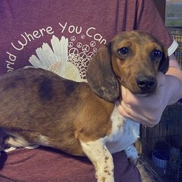 Odie - Dachshund