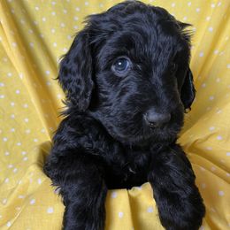 Cavapoos and Goldendoodles from Cavapoos and Goldendoodles