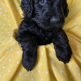 Cavapoos and Goldendoodles from Cavapoos and Goldendoodles