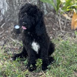 Raven - Black Goldendoodle puppy in Bradenton, Florida from Doodle Acres