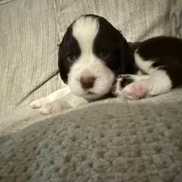 David Bowie - Liver and white male English Springer Spaniel puppy in Memphis, Tennessee from Lynn Bee Avenue
