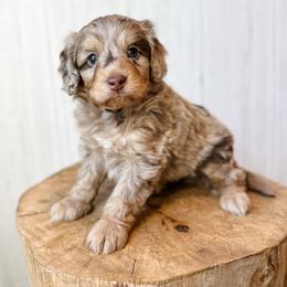 Piglet - Red merle male Aussiedoodle puppy in Arlington, Washington from Doodle Love Laugh