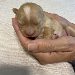 Girl 4 - Gold female Shihpoo puppy in Millsap, Texas from Gaston’s Posh Poodles and Doodles