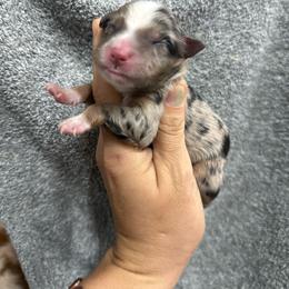 Muffin - Blue merle female Miniature Australian Shepherd puppy in Mount Airy, Georgia from North Georgia Gems
