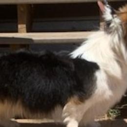 Cardigan Welsh Corgis, Miniature Australian Shepherds, and Pembroke Welsh Corgis from Rancho Sandoval Corgis and Mini Aussies