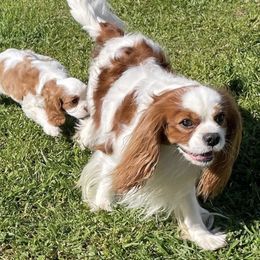 Cavalier King Charles Spaniels and Cavapoos from Larisa's Cavaliers