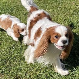 Cavalier King Charles Spaniels and Cavapoos from Larisa's Cavaliers