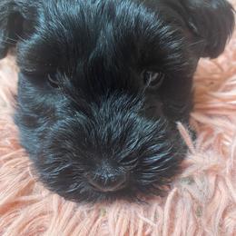 Bentley (green) - Black male Miniature Schnauzer puppy in Ravensdale, Washington from Serenity Schnauzers