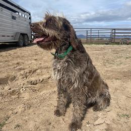 Millie - Wirehaired Pointing Griffon