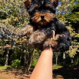 Bear - Black and tan male Yorkshire Terrier puppy in Cleveland, Georgia from Velvet Crown Yorkies