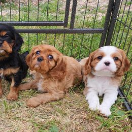 Cavalier King Charles Spaniels from M&J Cavaliers