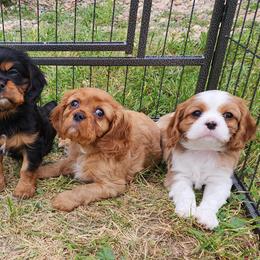 Cavalier King Charles Spaniels from M&J Cavaliers