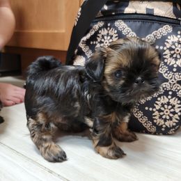 Shih Tzu Puppies from Chimera Shih Tzu