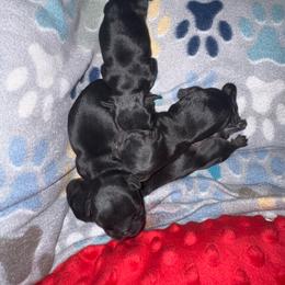 Sixlet - Black and tan male Brussels Griffon puppy in Fallbrook, California from Waski
