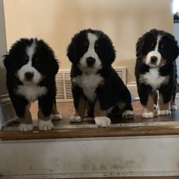 Bernese Mountain Dogs from Carbone Canines