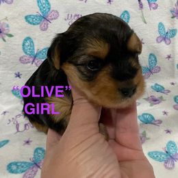 Olive - Black and tan female Yorkshire Terrier puppy in Forest, Virginia from Majestic Touch Kennels and Pet Services