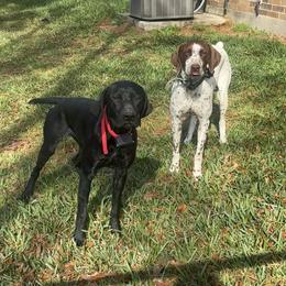 Lil Bit of Luck- Bitzy - Black and white female German Shorthaired Pointer puppy in Conroe, Texas from Third Coast Pointers